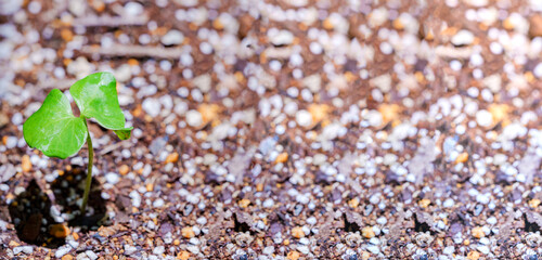 新芽　綿花　【グリーン社会 イメージ】