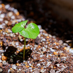 新芽　綿花　【グリーン社会 イメージ】