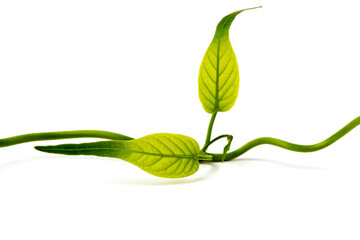 Gymnema inodorum green leaves isolated on white background.