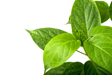 Gymnema inodorum green leaves isolated on white background.top view,flat lay.