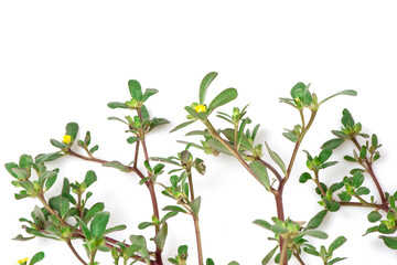 Purslane or pigweed purslane branch flowers and green leaves isolated on  white background.top view,flat lay.