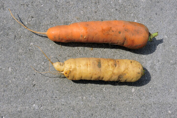 A dirty orange carrot and a dirty white carrot on a concrete background