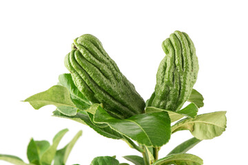 Buddha's Hand or Citrus medica fruits isolated on white background.