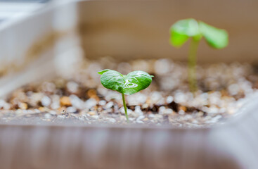 new born leaf of cotton