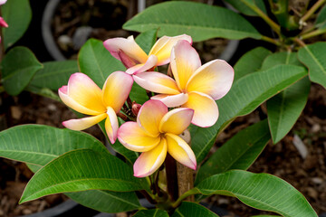 Plumeria flowers on tree and on nature background.
