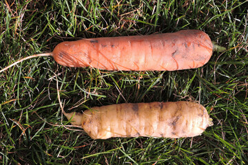 A dirty orange carrot and a dirty white carrot on green grass