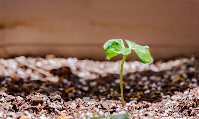 new born leaf of cotton