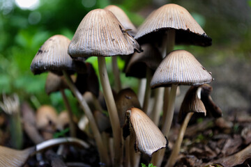Bunch of panaeolus mushroom hats