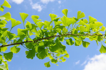 Ginkgo biloba green branch on the blue sky background © Mikoaj