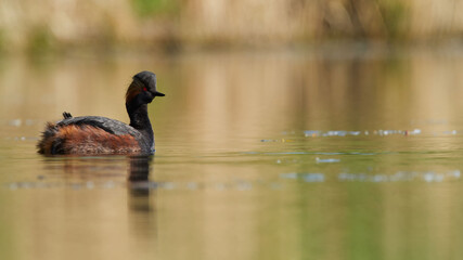 wildlife photo of a Black-necked Grebe - Podiceps nigricollis