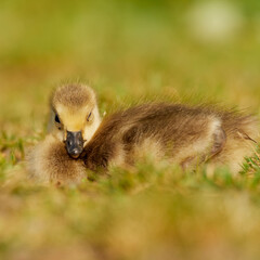 wildlife photo of a Canada Goose - Branta canadensis