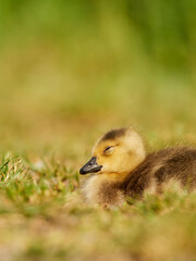 wildlife photo of a Canada Goose - Branta canadensis