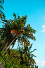 Fototapeta na wymiar Lush green palm trees with blue sky in the background on a tropical exotic island on a sunny bright day.