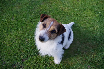 Jack Russel Terrier dog in the garden © Mikoaj