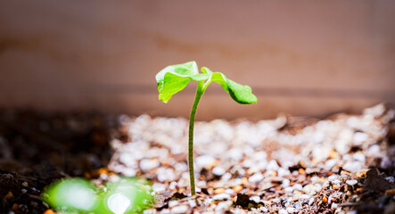 new born leaf of cotton