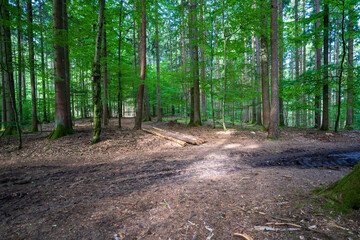 Wandern im Schwarzwald 