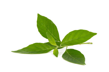 White crane branch green leaves isolated on white background.