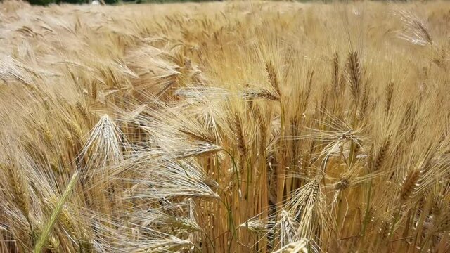 wheat, sky, ear, field, yellow, wheat, nature, ripe, sky, summer, landscape, gold, crop, cereal, cloud, agriculture, farm, grain, blue, sun, bread, plant, growth, 
harvest, rural, food, background, ea