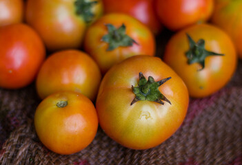 Fresh Tomatos are placed on the sack of sack. Harvesting tomatoes. 