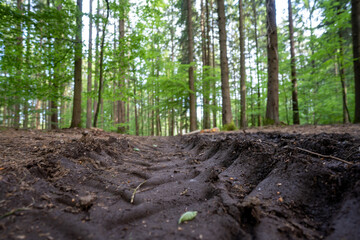 Wandern im Schwarzwald 