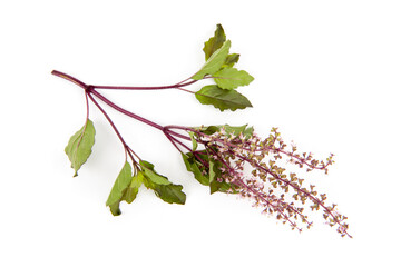 Holy basil or Sacred basil isolated on white background.top view,flat lay.