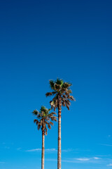 Obraz premium Palm trees under the blue sky in Jeju Island