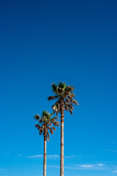 Palm trees under the blue sky in Jeju Island