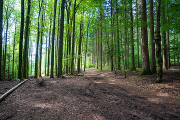 Wandern im Schwarzwald 