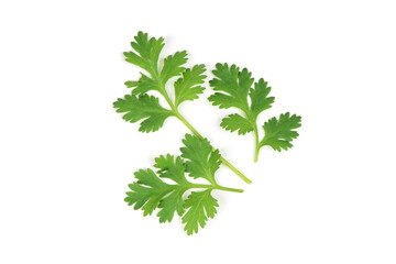 Coriander branch green leaves isolated on white background.top view,flat lay.