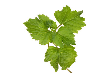 Patchouli or pogostemon cablin,green leaves isolated on white background.top view,flat lay.