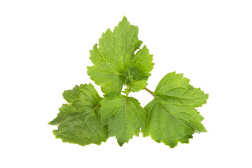Patchouli or pogostemon cablin,green leaves isolated on white background.top view,flat lay.