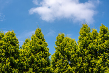 Blue sky and green trees background