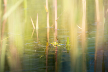 Ein Wasserfrosch in einem Teich in einem Naturschutzgebiet an der Reuss, in der Schweiz