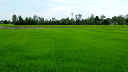 landscape fields and beautiful blue sky background in countryside landscape of japan looks fresh and perfect agriculture.
