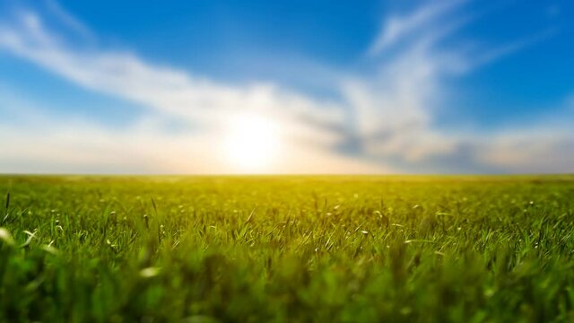 green farm field at the sunset, agricultural time lapse scene