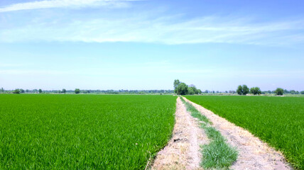 landscape fields and beautiful blue sky background in countryside landscape of japan looks fresh and perfect agriculture.