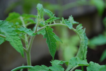 Green leaves of tomato plant in a greenhouse. A sharp plan on the stems and textured tomato leaves against a background of greenery and the ground. Leaves of different sizes with uneven edges.