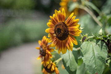 Obraz premium Sunflowers blooming towards the sun all day