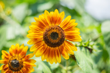 Sunflowers blooming towards the sun all day