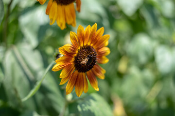 Sunflowers blooming towards the sun all day