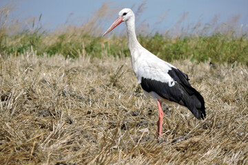 A portrait of a white stork standing on a stubble field, blue sky in the background © E-lona