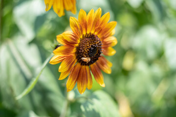 Sunflowers blooming towards the sun all day
