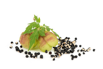 Balloon vine or cardiospermum halicacabum fruits and seeds isolated on white background.