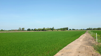 baby rice fields in countryside landscape of asian looks fresh and perfect agriculture.