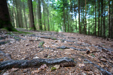 Schwarzwald bei Biederbach