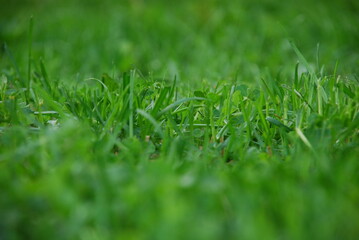 Green background from freshly cut grass. Close-up on small shoots of green lawn grass. The blades are short with jagged ends after they have been cut.