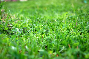 Green background from freshly cut grass. Close-up on small shoots of green lawn grass. The blades are short with jagged ends after they have been cut.