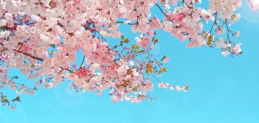 Beautiful pink sakura flower and blue sky, wide frame background, cherry blossom