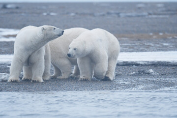 Obraz na płótnie Canvas Alaska white polar bear from Arctic