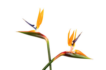 Bird of paradise flower isolated on white background.top view,flat lay.